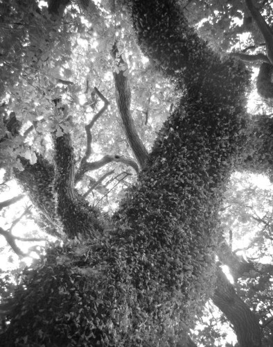 The Selwyn Oak