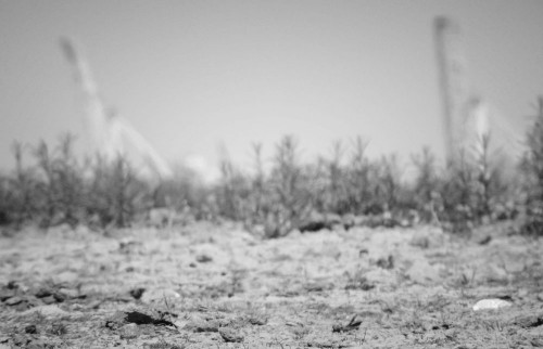 Desert and cranes