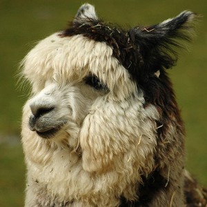 Alpacas: not just cute and fluffy, but also really delicious (by Kyle Flood, via Wikimedia Commons: http://en.wikipedia.org/wiki/File:Alpaca_headshot.jpg)