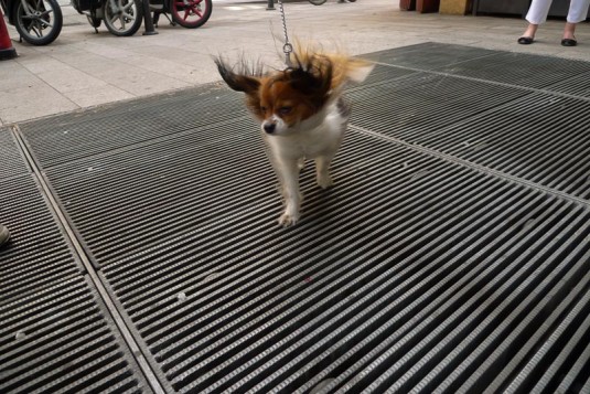 A small dog on a lead stands on top of a ventilation grille on the street in Milan, its ears and hair blown up by the draught.