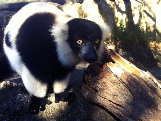 lemur by itself