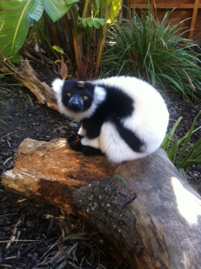 A lemur on a log