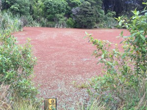 Nga manu lake bloom