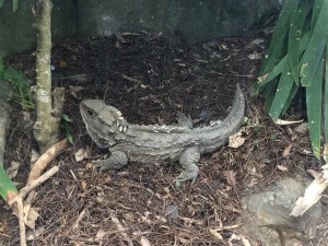 Nga manu tuatara