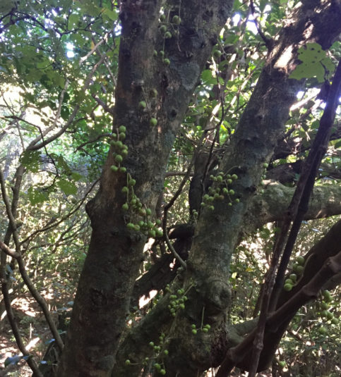 Kohekohe trees exhibiting cauliflory.