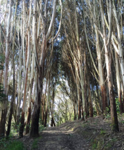 Spicer Arboretum